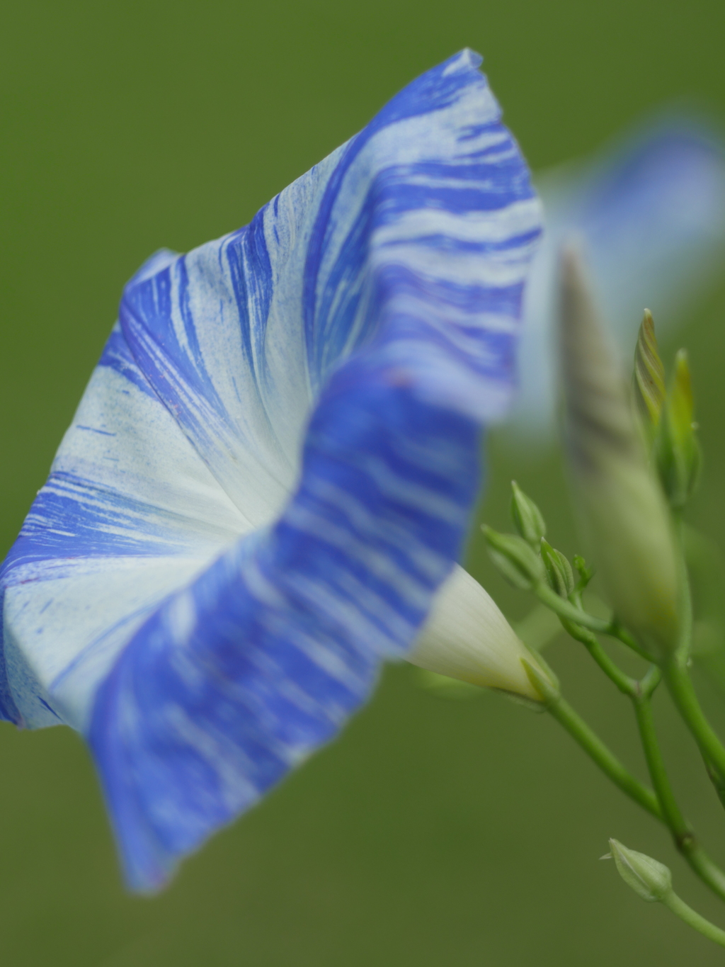 夏の花