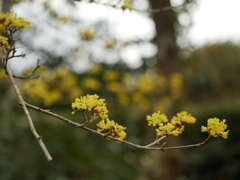 山茱萸