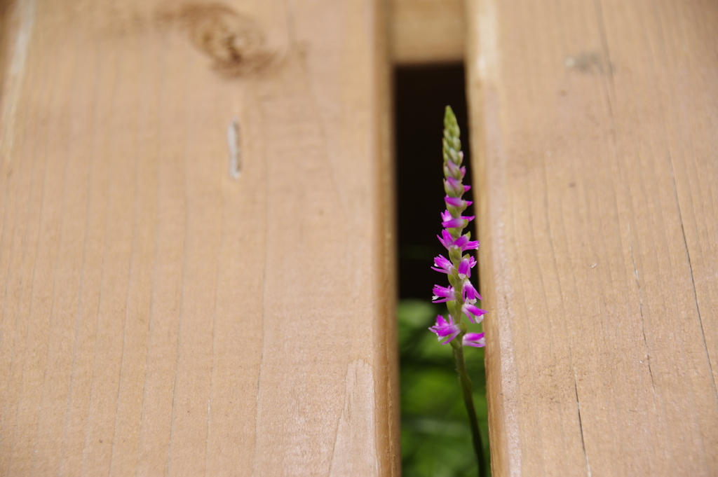ベンチの隙間から
