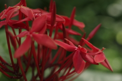 深紅