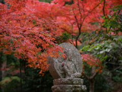 紅葉を楽しむ