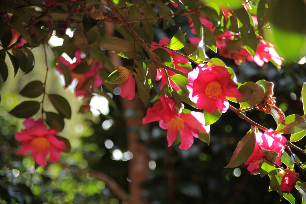 梅林園の山茶花