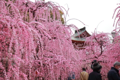 紅枝垂れに囲まれて