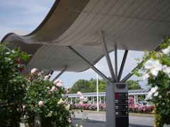薔薇園のある空港（1）