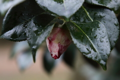 雨上がりの宝石