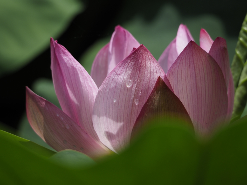 紅蓮華