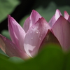 紅蓮華