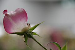 最期の花弁