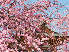 天神様に春が来た（2）