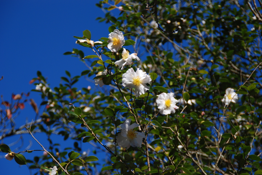 あおぞらのもと