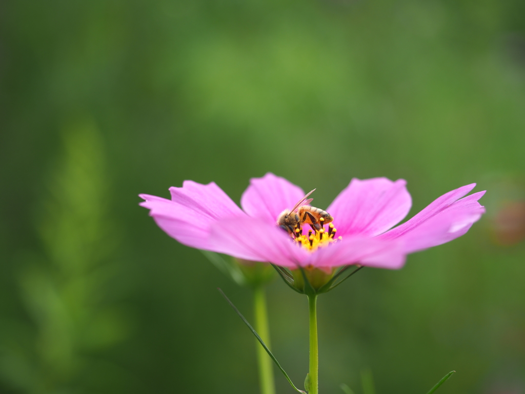 秋桜