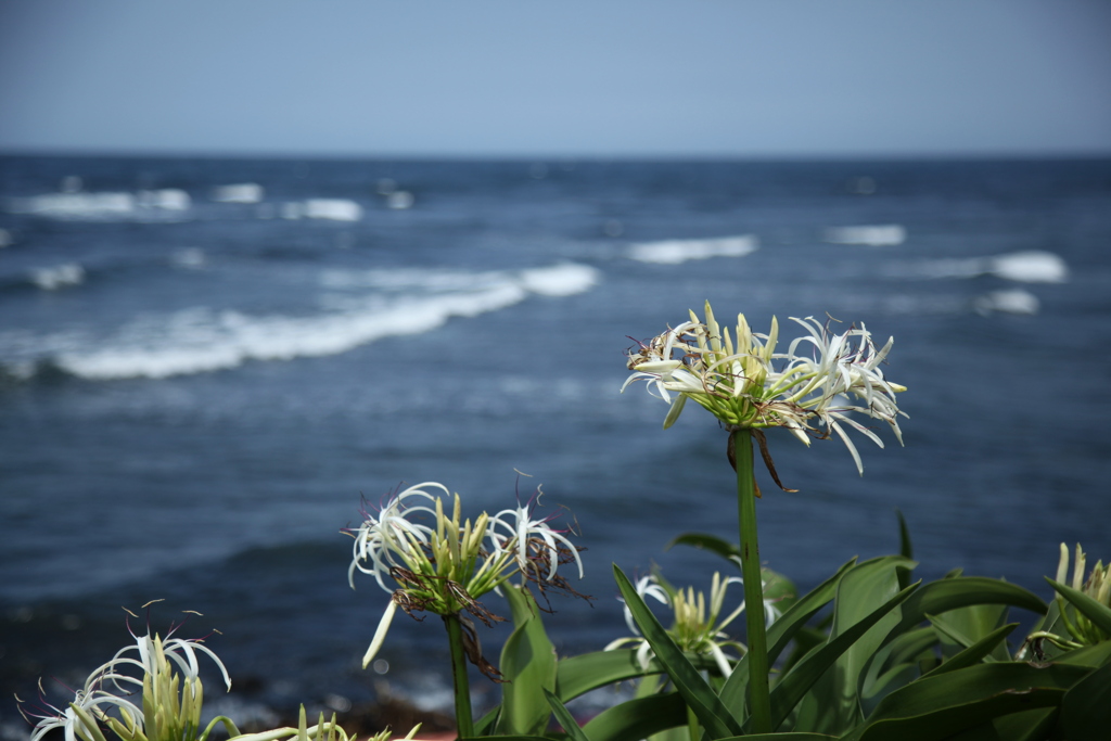 浜木綿も海をみる