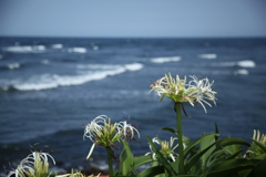 浜木綿も海をみる