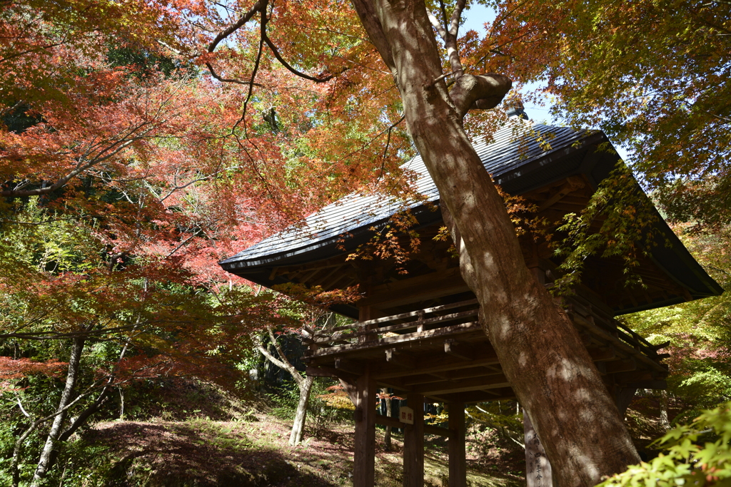 紅葉に守られ