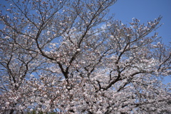 早くこんな日を