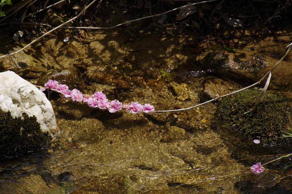 水に浮かぶ枝に咲く花