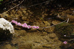 水に浮かぶ枝に咲く花