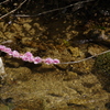 水に浮かぶ枝に咲く花