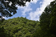 分け入って青空