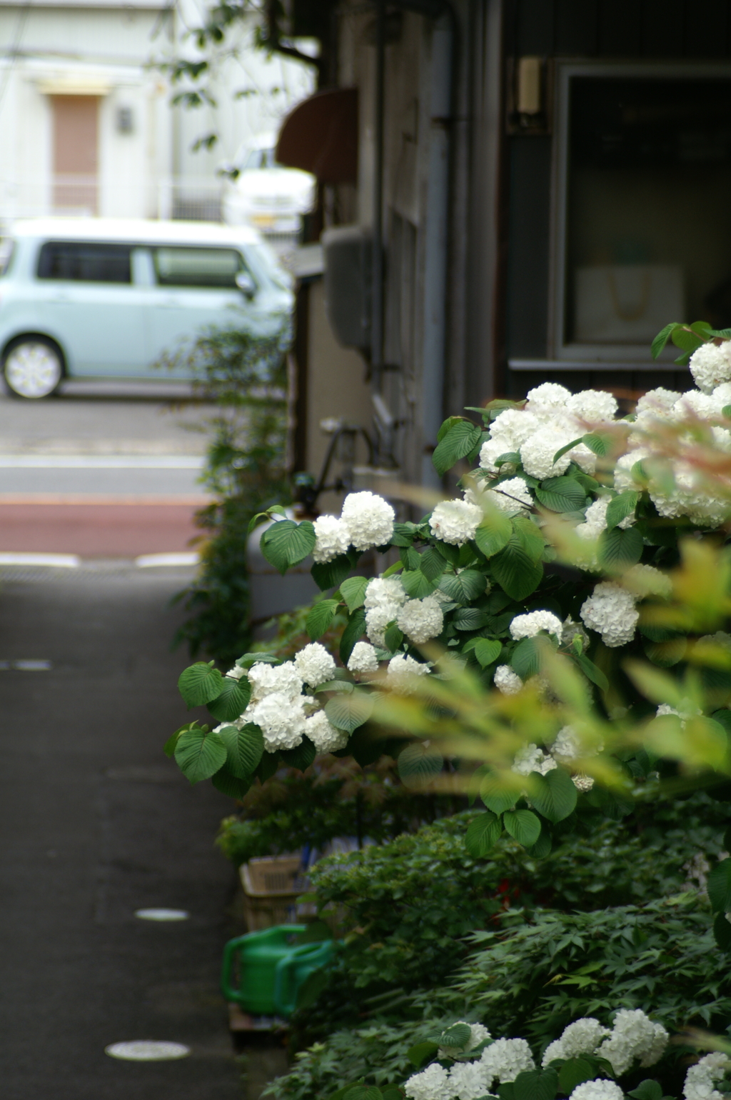 春巡り（路地のオオデマリ）