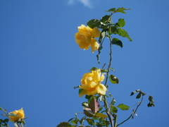青空に黄色の薔薇を