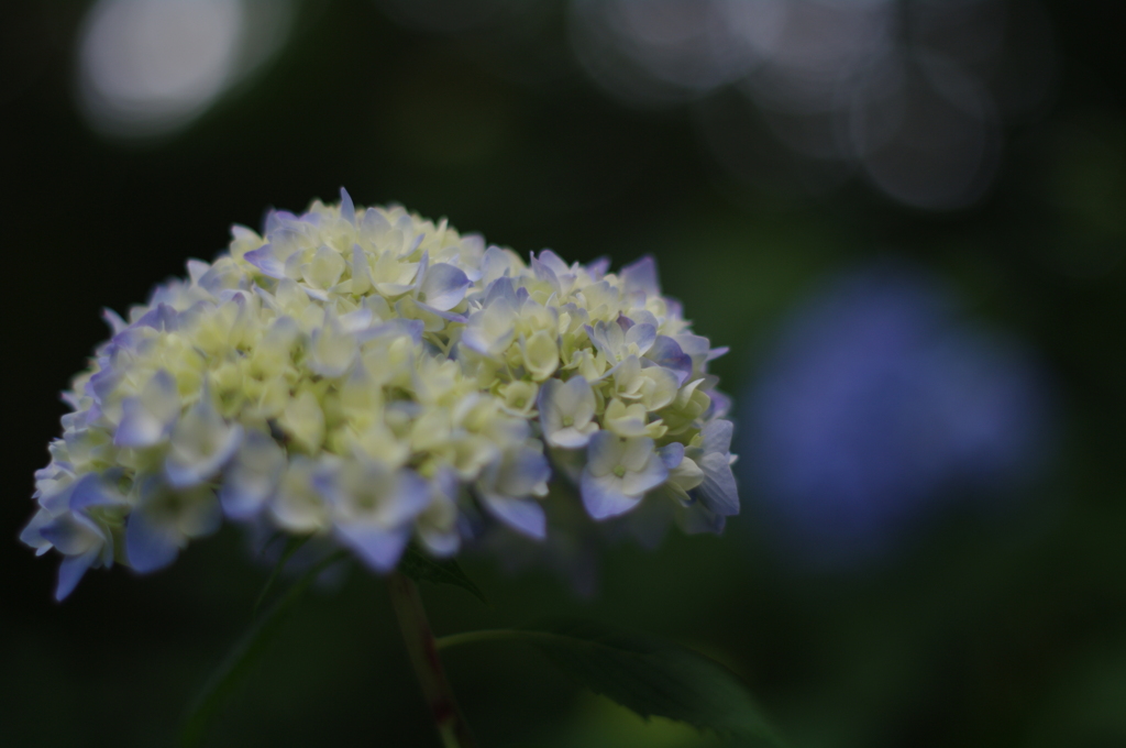 紫陽花
