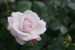 薔薇が咲いた