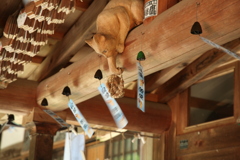 猫寺でのお出迎え