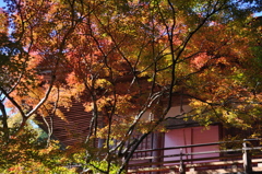秋燃える（2）