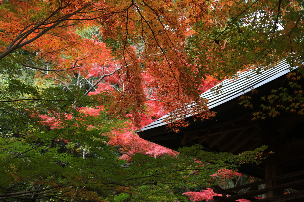 山門の秋
