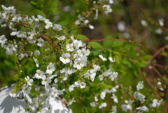 桜に負けず