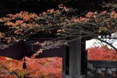 紅景