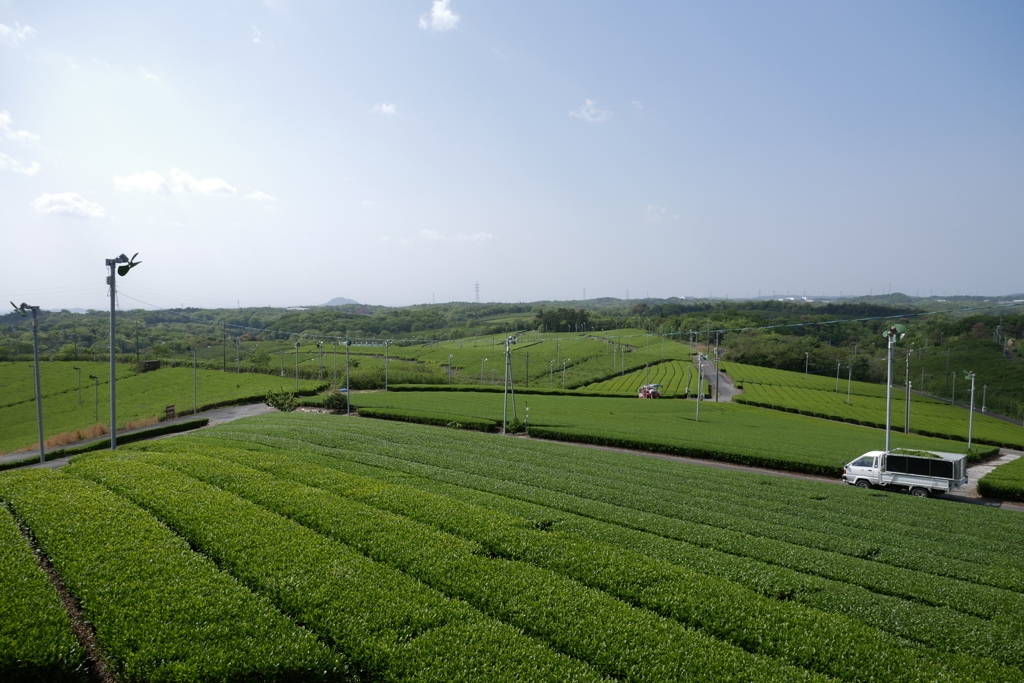 初夏の薫りに包まれて