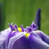 優雅（菖蒲園にて）