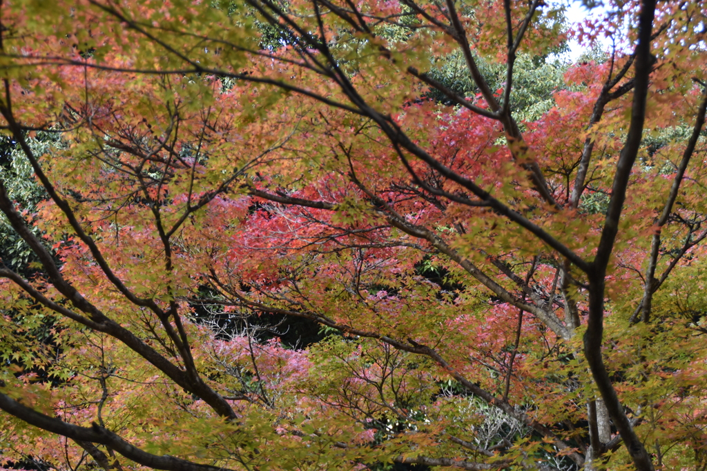 紅葉谷から（3）