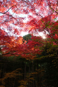 紅葉から差し込む