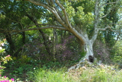 しっかり根をはって