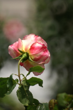 後ろ姿（空港に薔薇を撮りに行こう2025）