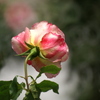 後ろ姿（空港に薔薇を撮りに行こう2025）