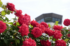 管制塔と赤い薔薇（空港に薔薇を撮りに行こう2025）