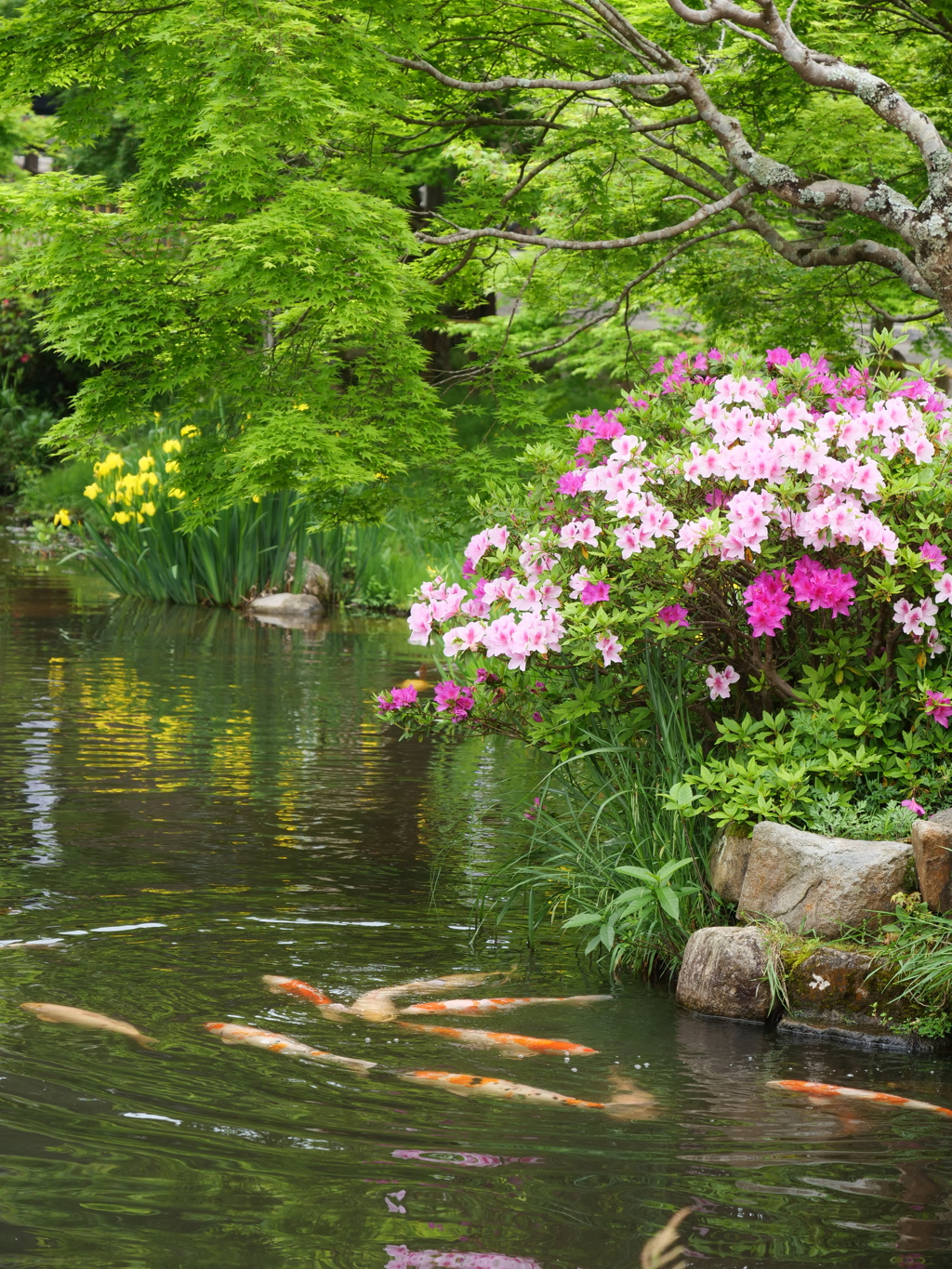 水辺の春（つつじ）