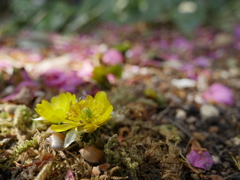 山茶花の次は私