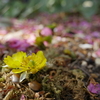 山茶花の次は私
