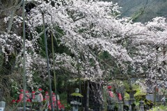 桜に守られて