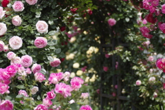 薔薇のアーチ（空港に薔薇を撮りに行こう2025）