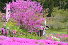 さくら大福（芝桜の店）