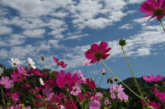秋空と秋桜