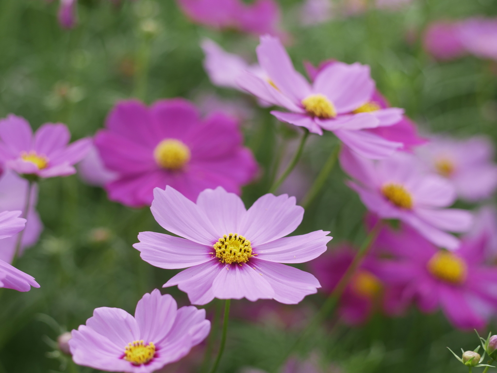 オールドレンズで秋桜を