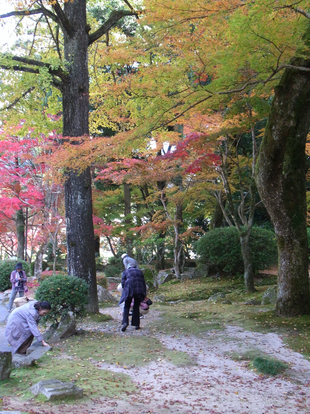 銀杏拾い