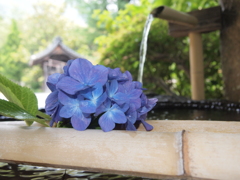 紫陽花寺